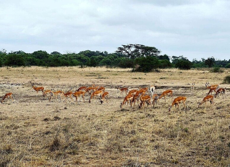 A herd of antelopes grazing in a dry grassland with sparse trees in the background. 3