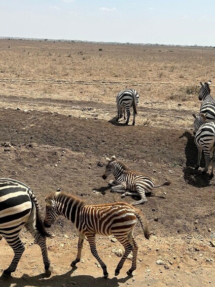 Zebras grazing in a dry, open field with sparse vegetation. 4