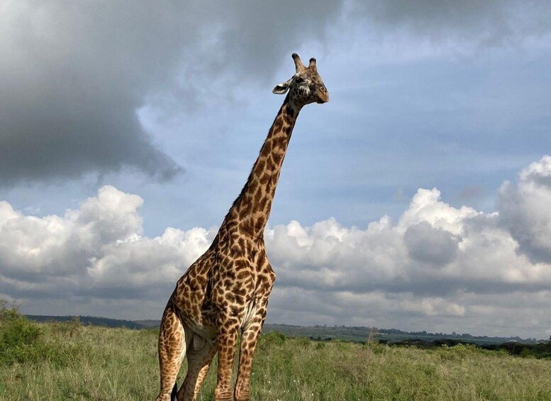 A giraffe standing in a grassy field with a cloudy sky. 5
