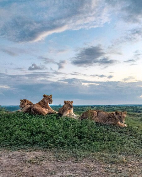 Four lions resting on a grassy savannah with a cloudy sky. 1