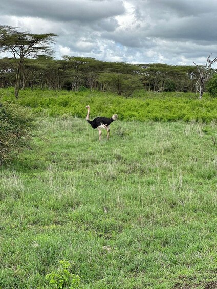 An ostrich in a grassy savannah with trees in the background. 2