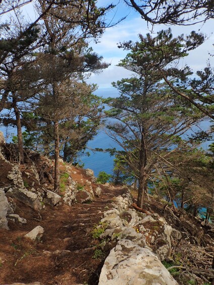 A rocky trail surrounded by pine trees leading to a coastal view. 2