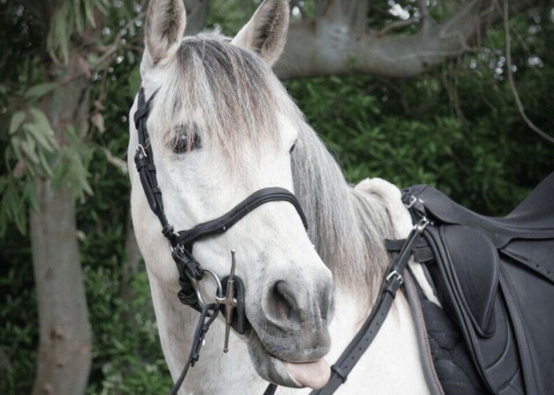 Picture 3 for Activity Horse Riding Experience on Vesuvius w/ Wine Tasting 2