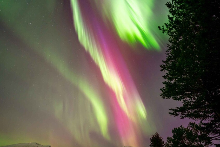 The Northern Lights (Aurora Borealis) with green and pink hues, a snow-covered hill, and a tree silhouette. 5
