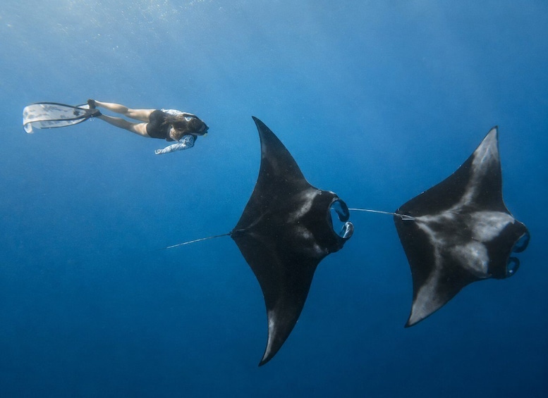 Bali/Nusa Penida: Manta Point Snorkeling & West Coast Tour 1