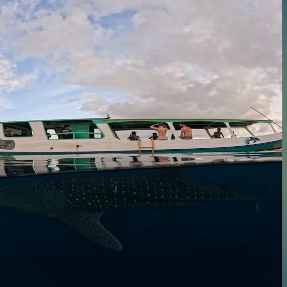 A boat with passengers, a clear sky, and a whale shark swimming below. 2