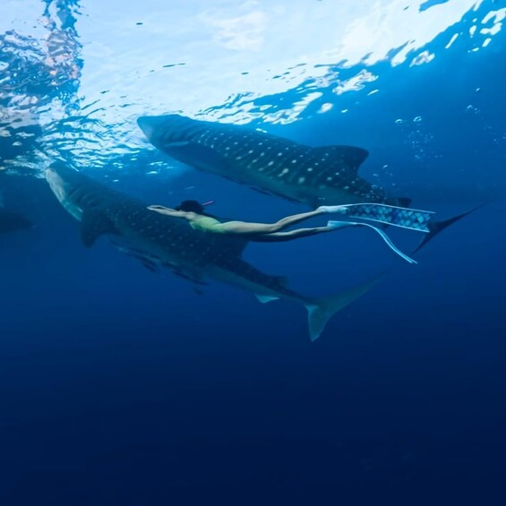 A person swimming with a large whale shark underwater. 4