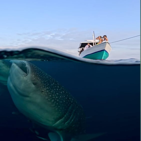 A large fish swimming near a boat with people on it. 5
