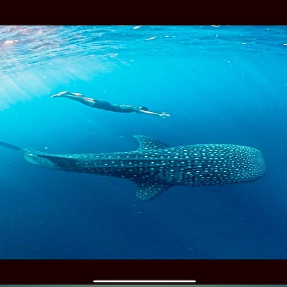 A person swimming with a whale shark in clear blue water. 1