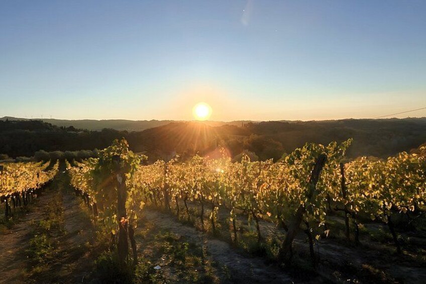 A vineyard at sunrise with rows of grapevines and a clear sky. 2