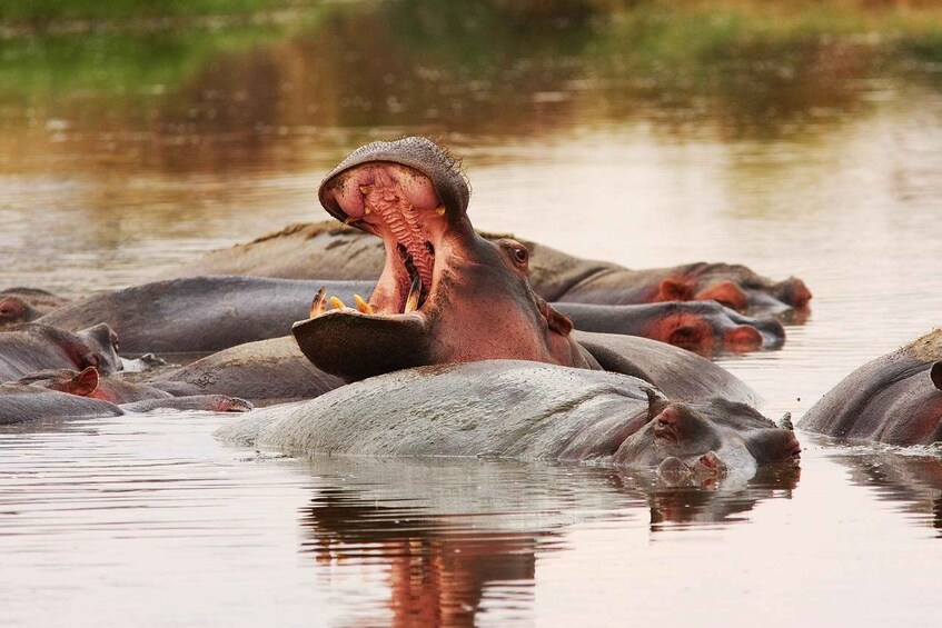 A group of hippos partially submerged in water. 1