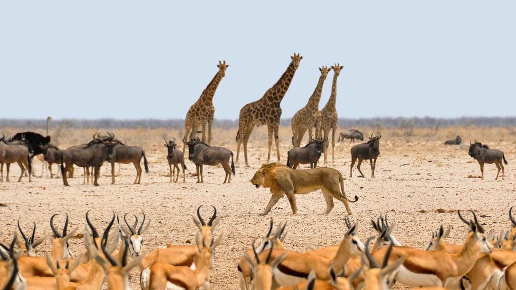 Picture 2 for Activity Zanzibar: 3 Day Private Nyerere Safari by Ferry & Open Jeep 3