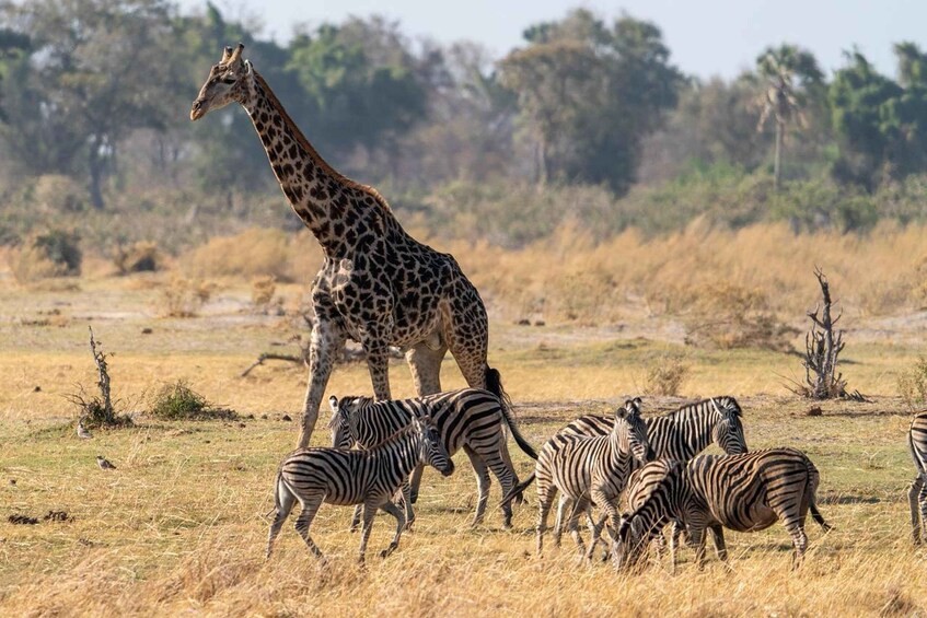 A giraffe and zebras in a dry grassland with trees in the background. 5