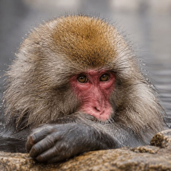 Un singe à la peau rougeâtre et au pelage brun, assis sur un rocher. 1