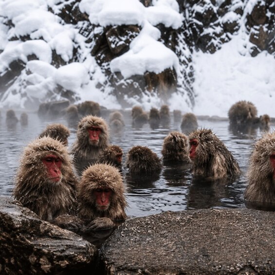 Un groupe de macaques japonais se baigne dans une source thermale naturelle, entouré de montagnes enneigées. 5