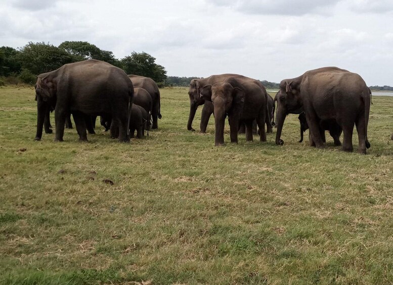 Picture 9 for Activity From Colombo: Sigiriya & Dambulla Day Tour with Safari 2