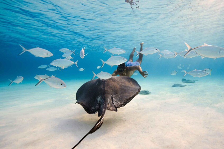 A person swimming with a stingray and several fish in clear blue water. 1