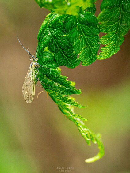 A dragonfly perched on a green leaf. 4