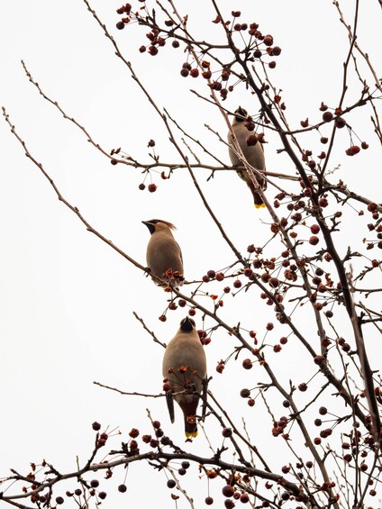 Three birds perched on a tree with red berries. 2
