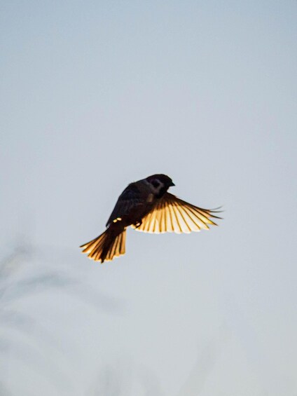 A bird in flight with outstretched wings against a clear sky. 3