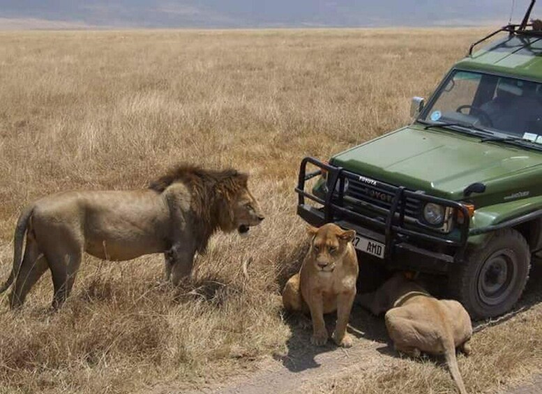 Picture 3 for Activity Zanzibar: Tarangire National Park and Ngorongoro Group Tour 2