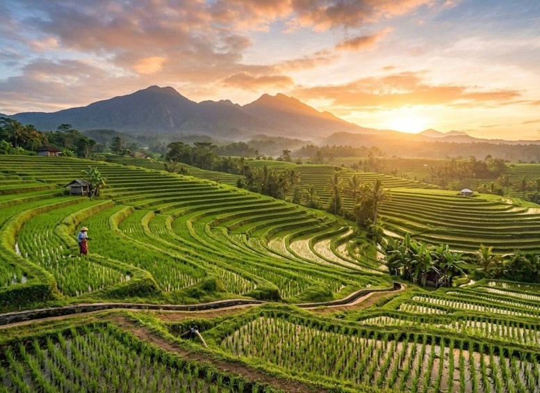 Bali: Jatiluwih Rice Terraces,Temple &Waterfall Private Tour 1
