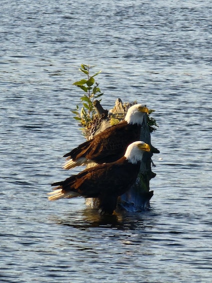Two bald eagles perched on a tree branch over water. 1