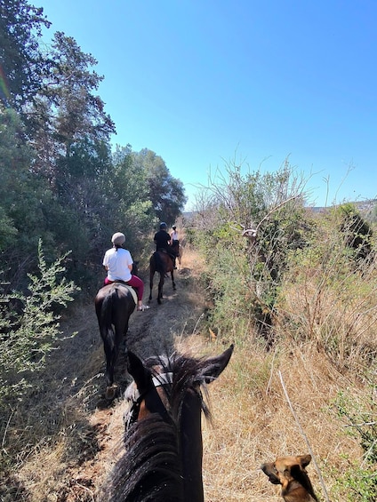 Picture 10 for Activity Siracusa: Horseback Riding Experience with Instructor 4