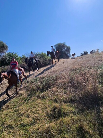 Picture 8 for Activity Siracusa: Horseback Riding Experience with Instructor 3