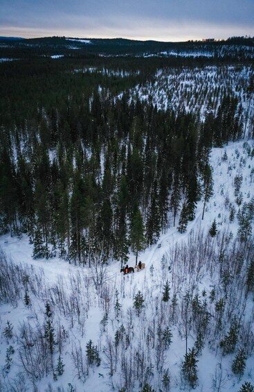 A snowy forest with a group of people and dogs on a trail. 4