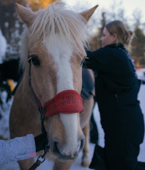 Picture 3 for Activity Rovaniemi: Forest Horseback Riding Tour with Transfers 5