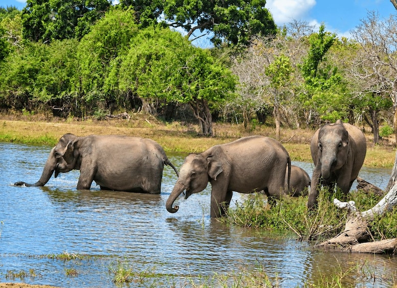 Picture 4 for Activity From Galle, Waligama, Mirissa & Yala safari and drop to Ella 3