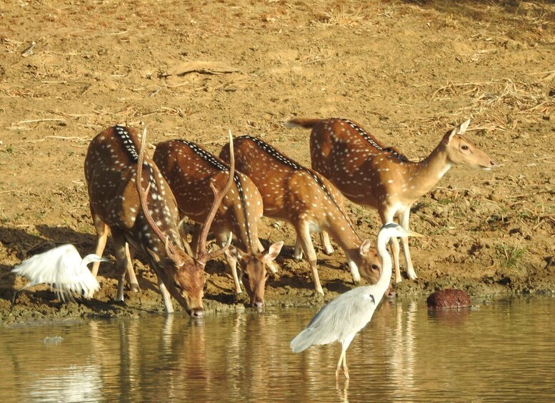 A group of deer drinking water at a pond with a heron nearby. 5