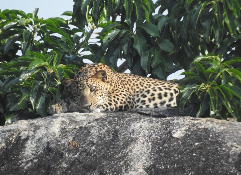 A leopard resting on a rock with dense green foliage in the background. 1