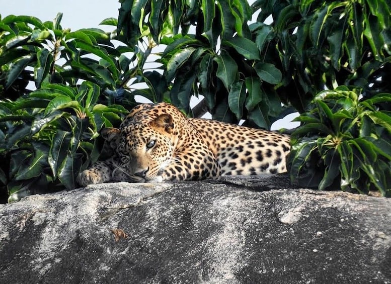 Picture 2 for Activity From Galle, Waligama, Mirissa & Yala safari and drop to Ella 5