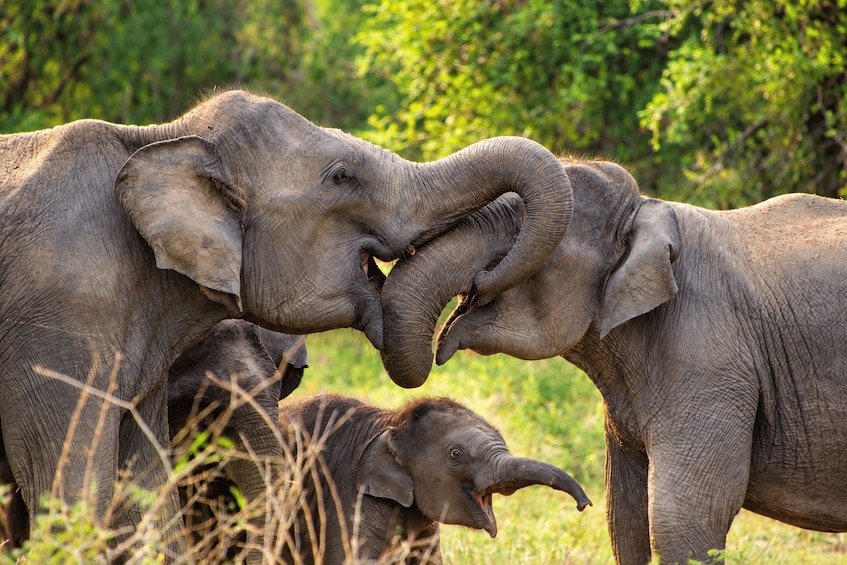 From Galle, Waligama, Mirissa & Yala safari and drop to Ella 1