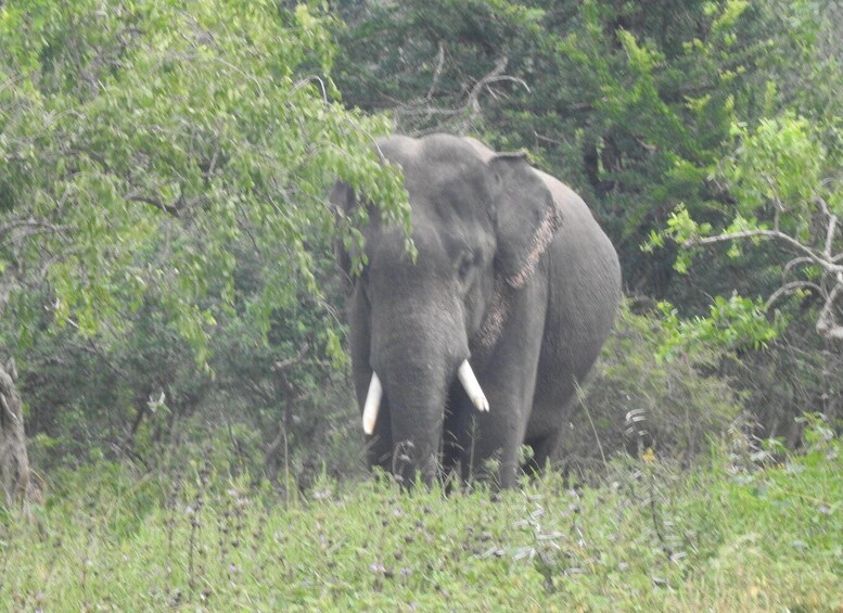 An elephant in a grassy area with trees. 3