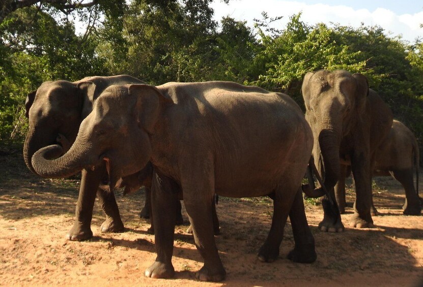 Three elephants walking on a dirt path surrounded by trees. 4