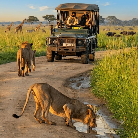 A safari vehicle on a dirt road with wildlife, including lions and zebras, in the background. 1