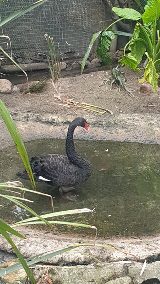 Picture 34 for Activity Table Mountain Kirstenbosch World of Birds & Diamond Factory 3