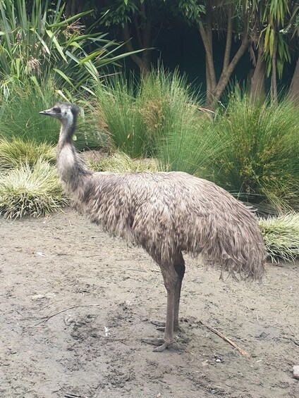 Picture 35 for Activity Table Mountain Kirstenbosch World of Birds & Diamond Factory 4