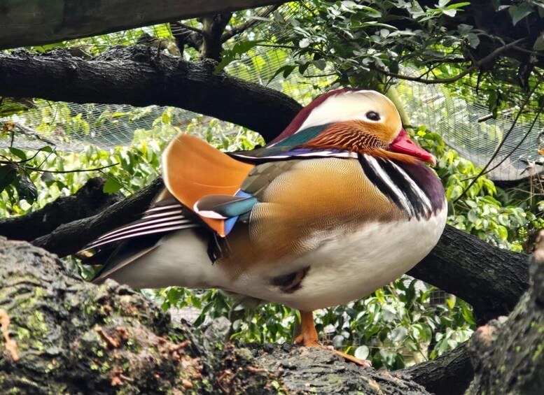 Picture 2 for Activity Table Mountain Kirstenbosch World of Birds & Diamond Factory 1