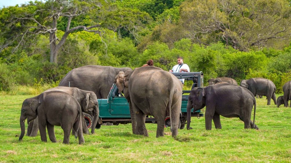 A safari vehicle with a guide leading a group of elephants in a grassy field. 3