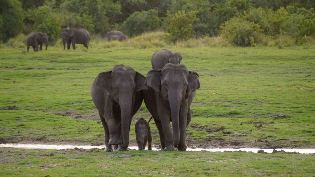 A group of elephants in a grassy field with a water body in the foreground. 2