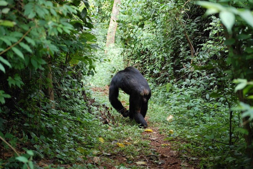 The Great Chimpanzee Encounter 1