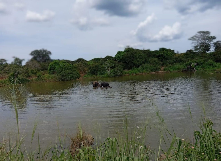 Zwei Elefanten in einem Fluss, umgeben von viel Grün. 4