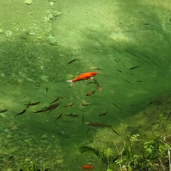 A clear water body with a single red fish and several smaller fish swimming. 3