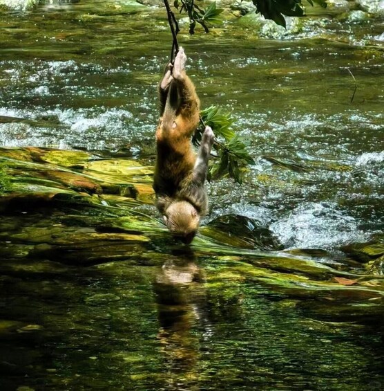 A monkey hanging from a branch over a river. 1