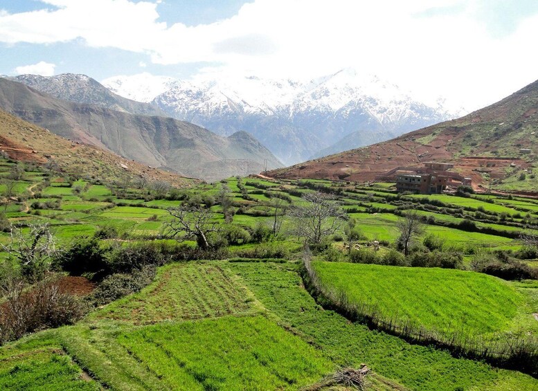 Terraced fields in a mountainous valley with snow-capped peaks in the background. 4