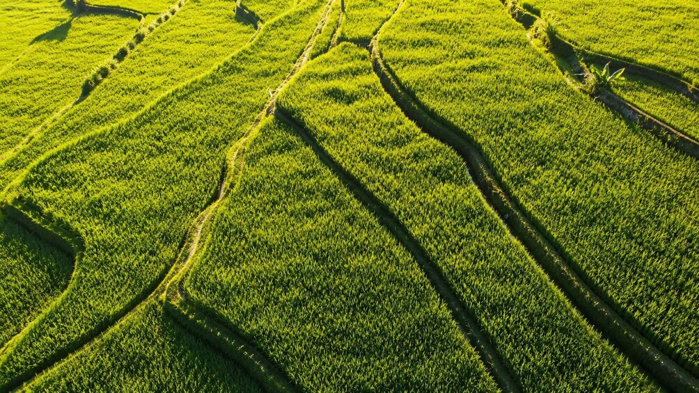 Picture 12 for Activity Authentic Lombok: Nature, Tradition & Historic Heritage 5
